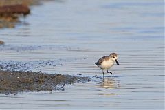 Spoon-billed Sandpiper